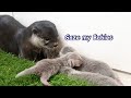 【カワウソ赤ちゃん】ママが見つめるあつぅ〜い視線の先には!Mom gazes and watches over.【Mari's story】