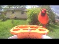 Birds video morning today 