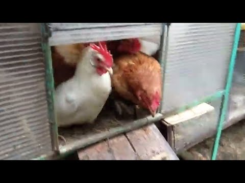 Video: How To Get Chickens To Rush