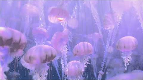 Finding Nemo "Jellyfish" Clip