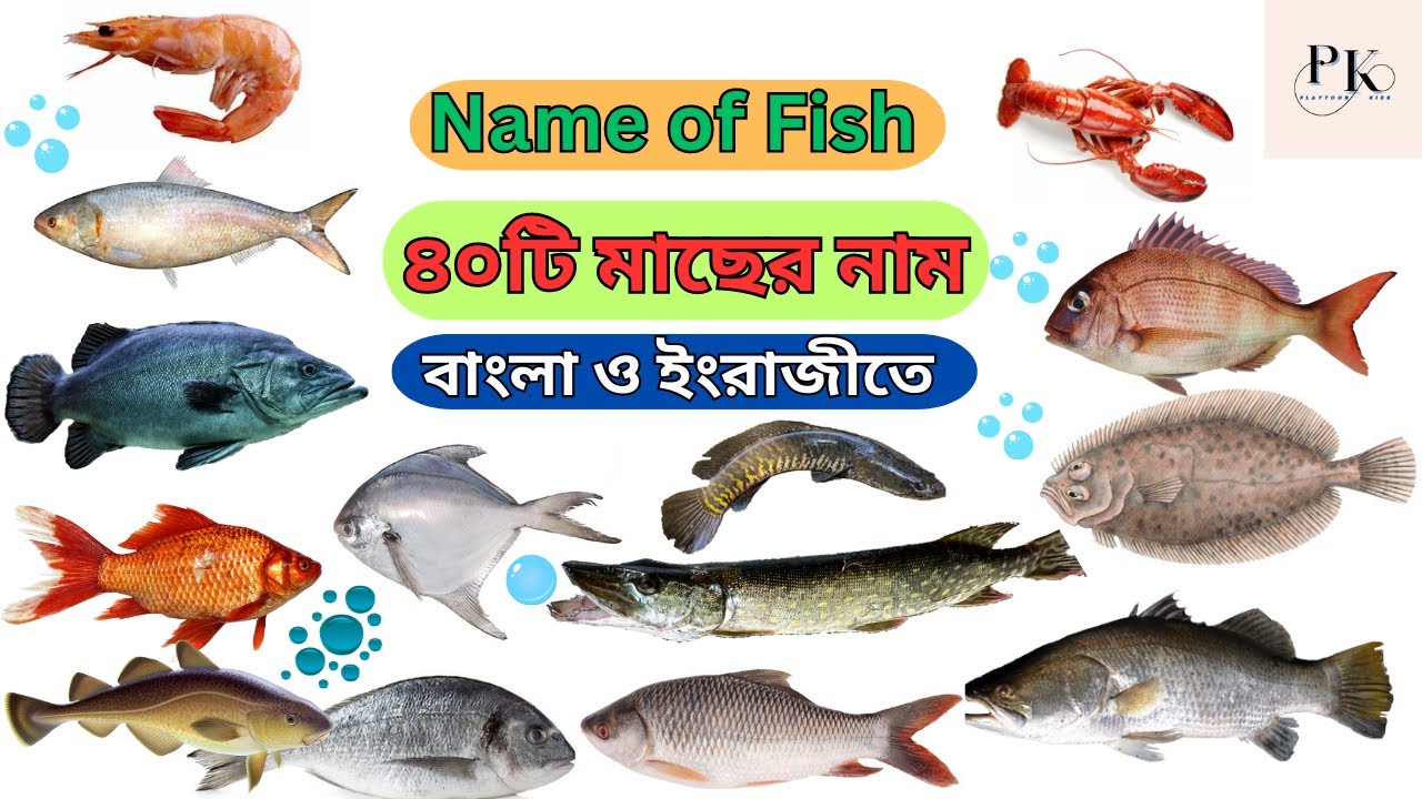 Fish Names English To Bangla Fish fish-names-english-to-bangla-fish