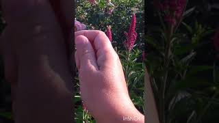 Вероники. Краткий Обзор