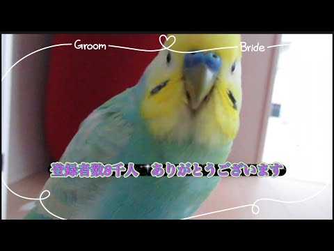 くーちゃんnoriko - YouTube