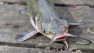 Top 5 Fun Facts about Catfish #fish #animal
