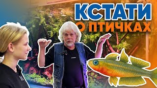 Аквариумные истории из ЭКЗОМЕНЮ (24.10.2025). Кстати о птичках.