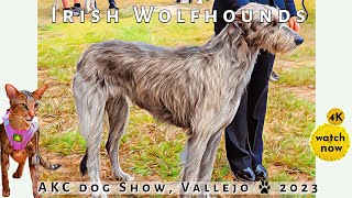 Daisy's Diary: AKC AllBreed Dog Show, Irish Wolfhounds, Judging, Vallejo CA, 9/16/23, Cat Visits 4K