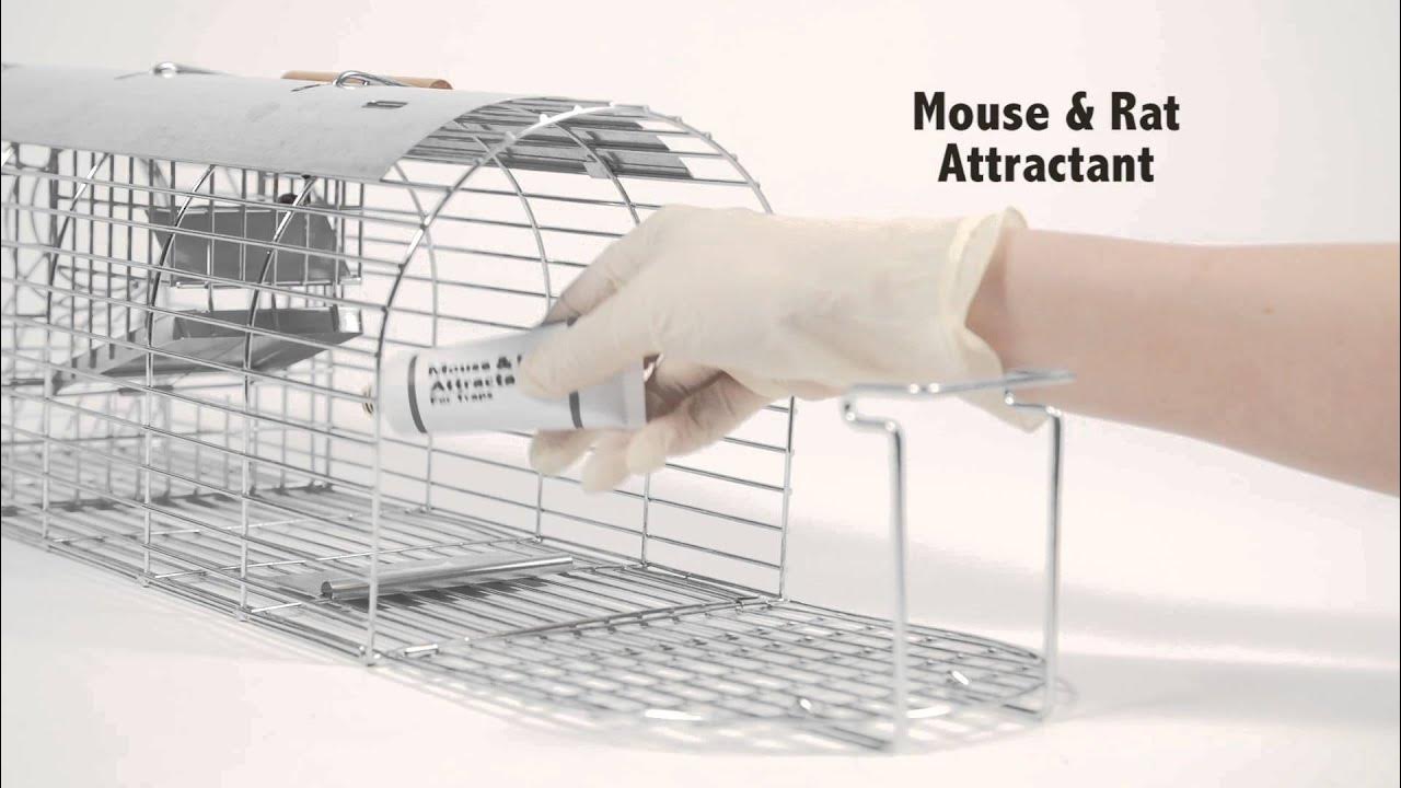 Using Live Catch Traps for Humane Rat and Mouse Control – Deep