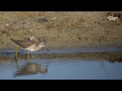 Video: Hvad betyder mest livlig?