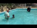 K9 Training in a swimming pool with 7 month old “Bam Bam”
