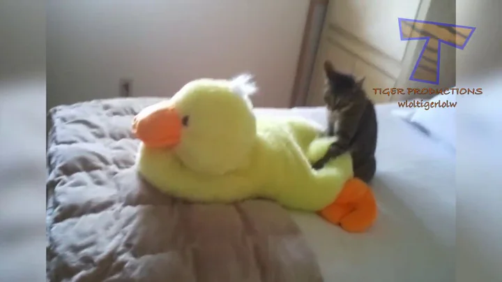 Video 11427771: collect best cat, laugh cat kitten, cat fails kitten, best funniest cat