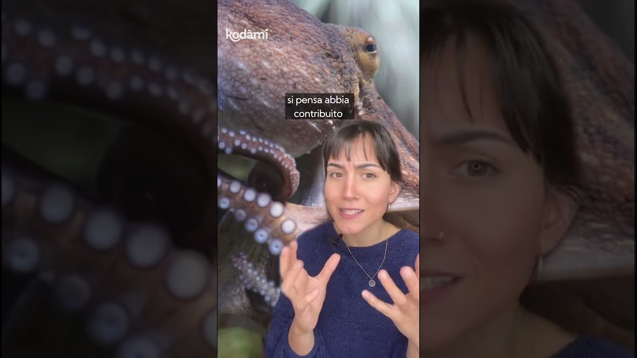 Che differenza c'è tra polpo e polipo?