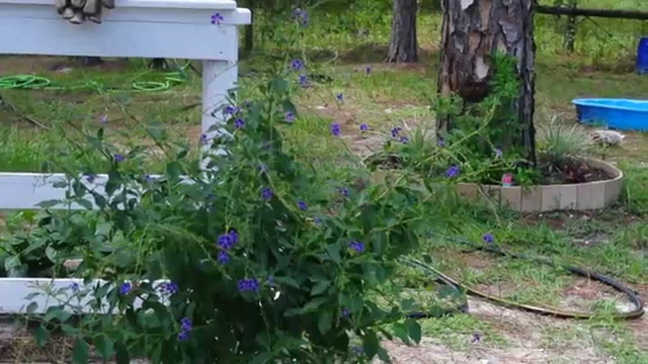 USDA Florida Zone 9b tropical butterfly plant YouTube