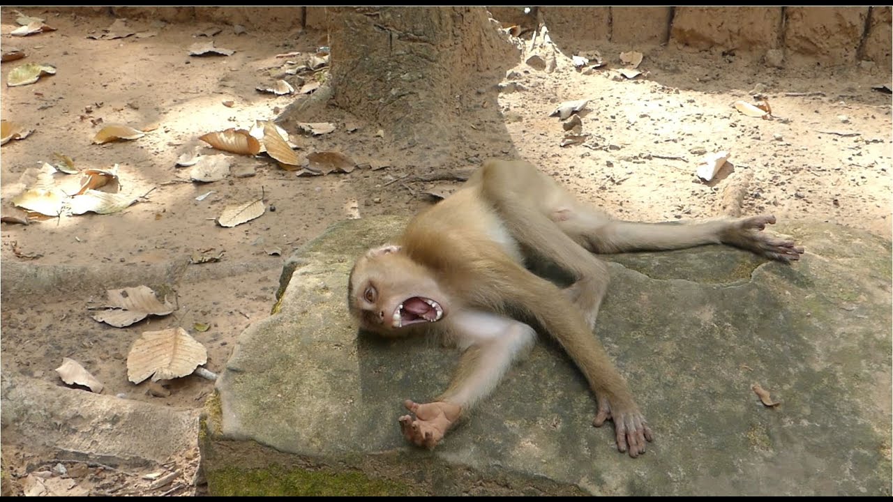 Today Visit Alba She Got Hurt Her Back Leg Hurt To Walk. More Update About Rolex, Sok, Rex and Jinx.