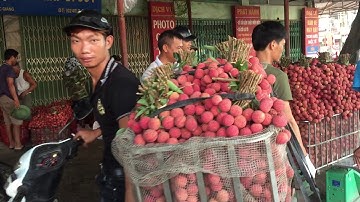 Giá vải thiều sáng sớm 22/6/2020 | Vải Thanh Hà tăng vọt 45k ngã tư truyền hình | bản sắc miền núi