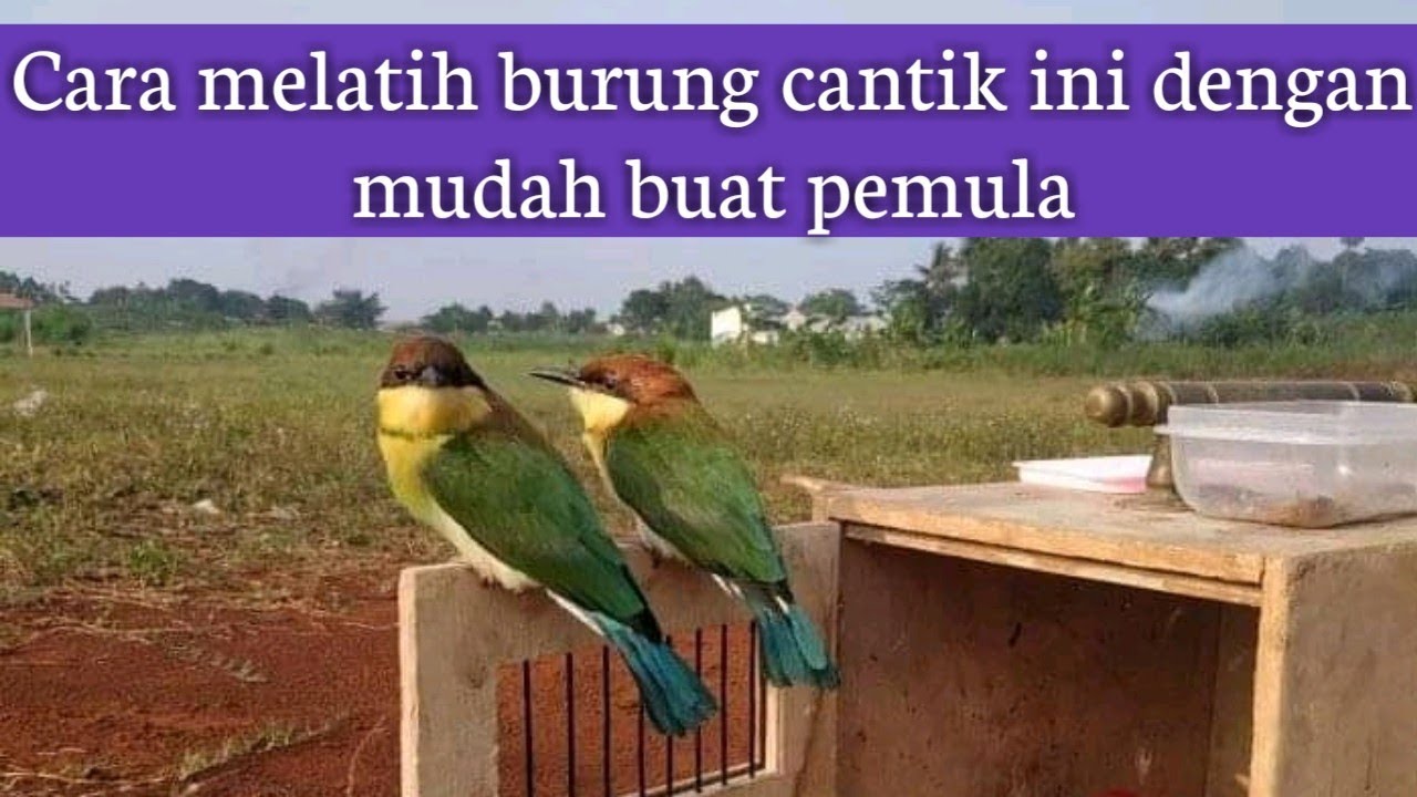 Burung Kirik-Kirik