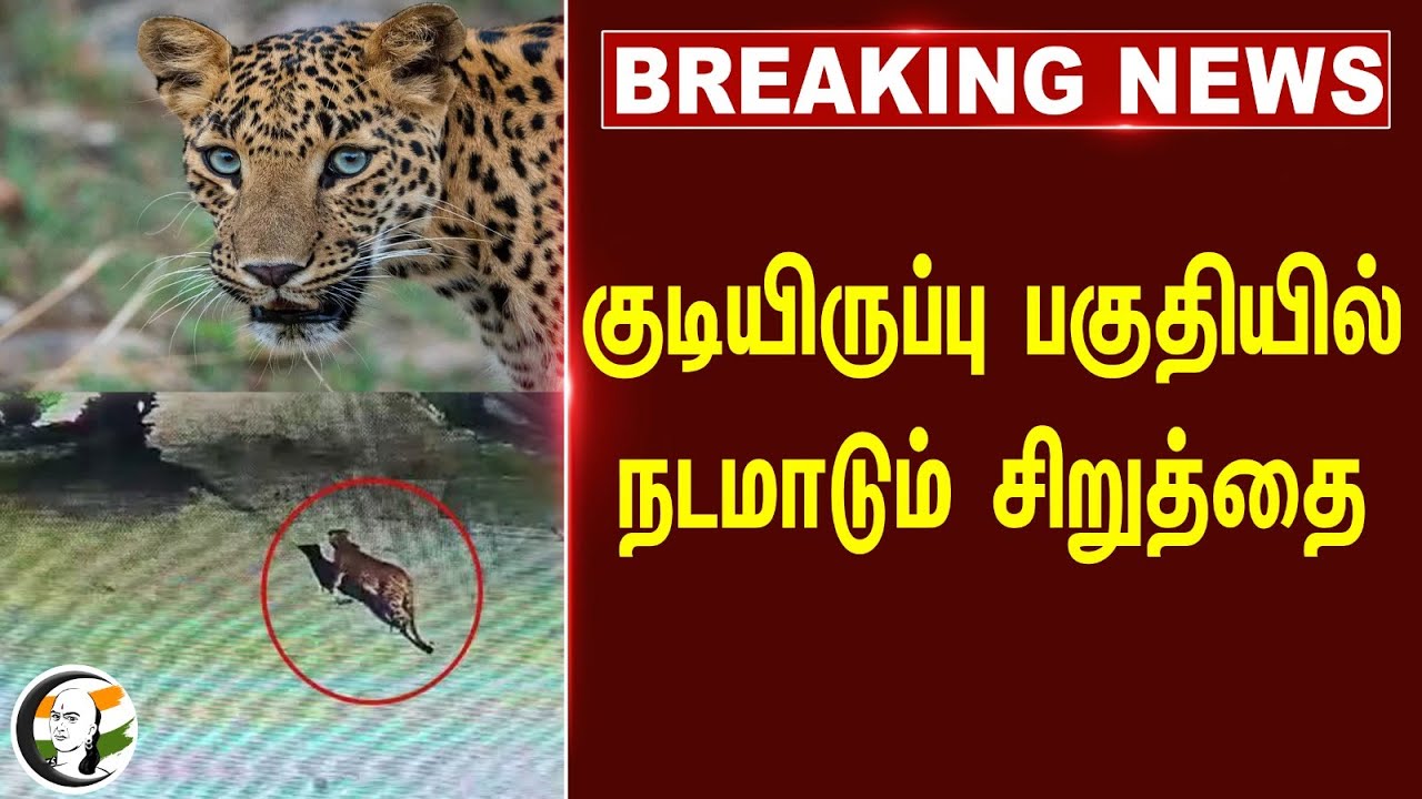 🔴#BREAKING : குடியிருப்பு பகுதியில் நடமாடும் சிறுத்தை | Coimbatore | Forest Department | Tamilnadu
