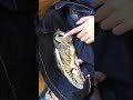 アフリカオオコノハズクの映像(ノーザンみしま)