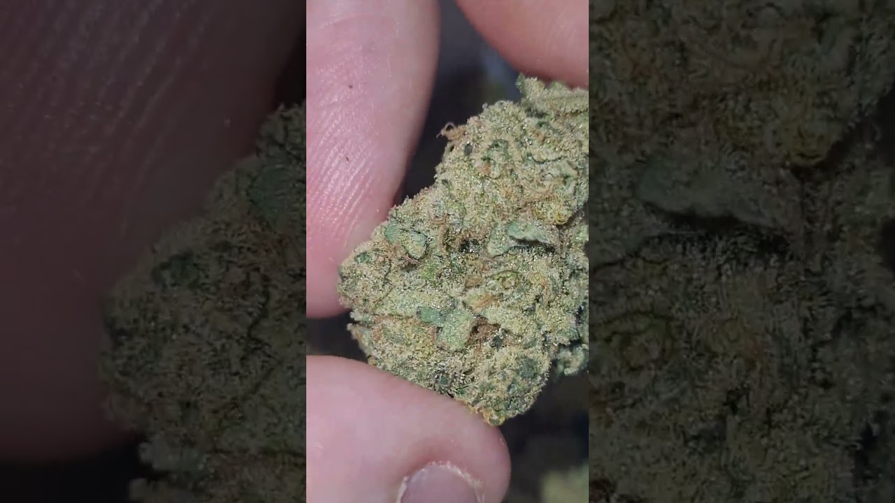 Medical Patient SC01 22% (White widow X Chronic X Cheese strains)