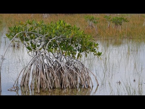 Videó: Melyek a producerek az Everglades-ben?
