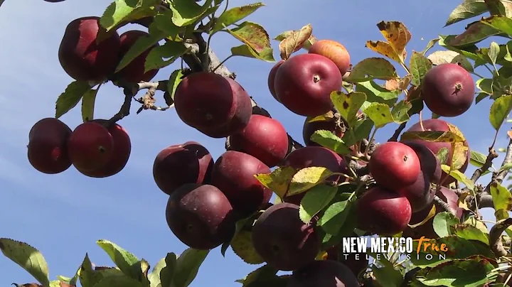 NM True TV - Costanza Orchard
