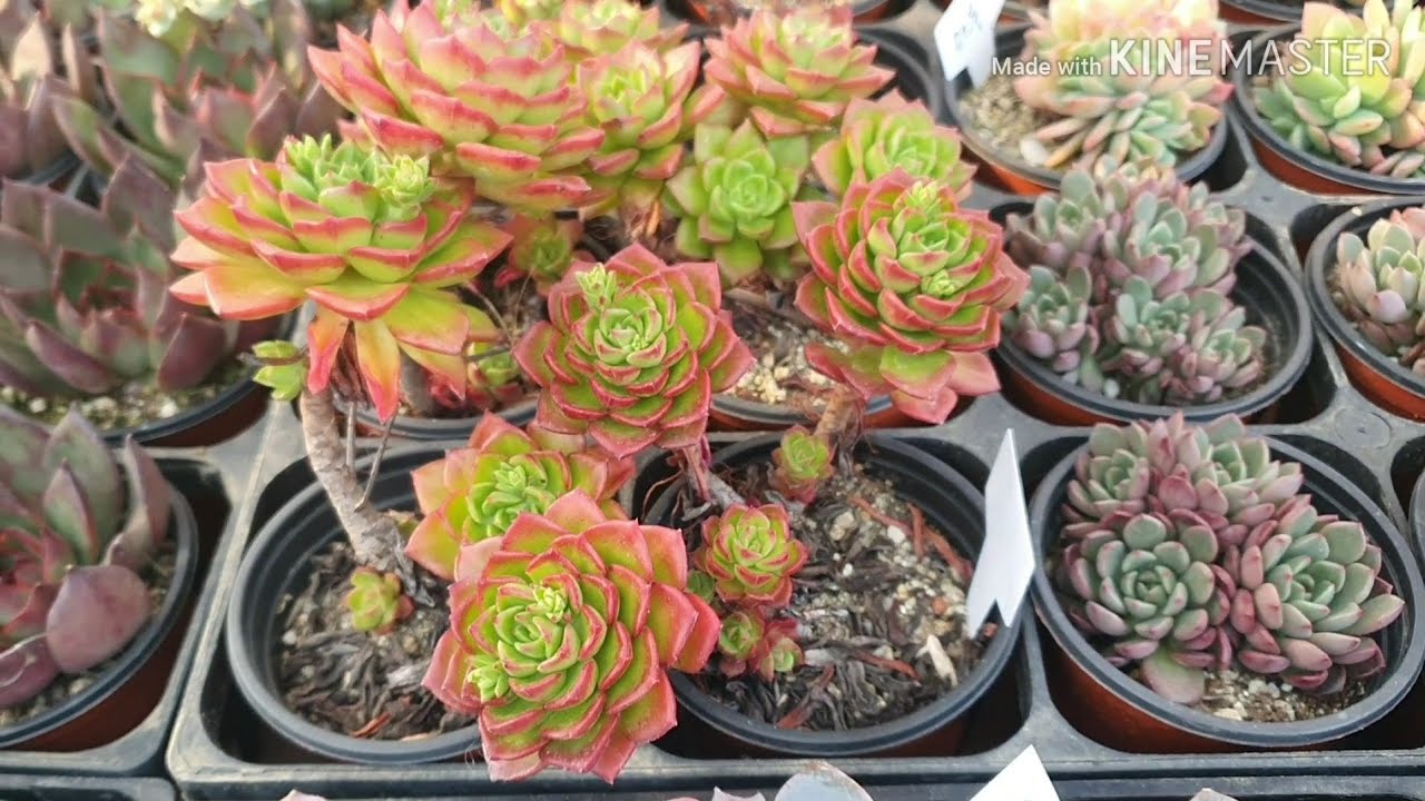 모란마지막 장입니다 (구정전 )시청자 여러분 행복한 휴일 보내세요 ~^^♡♡♡