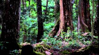 Burial Hordes - Scorned (Aokigahara)