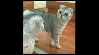 Hilarious Cats vs Mirrors! by Fan of Pets 1,223 views 2 years ago 6 minutes, 32 seconds