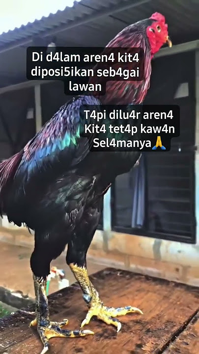 Setujuh 🔥 #shorts #chicken #story
