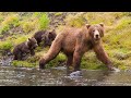 Alaskan Kodiak Bear, the Largest Subspecies of Brown Bear