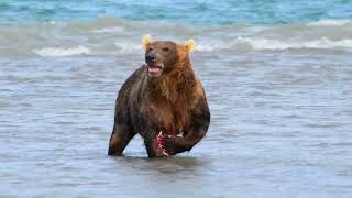 Alaskan Kodiak Bear, the Largest Subspecies of Brown Bear by Familiarity With Animals (FWA) 517 views 3 weeks ago 4 minutes, 39 seconds