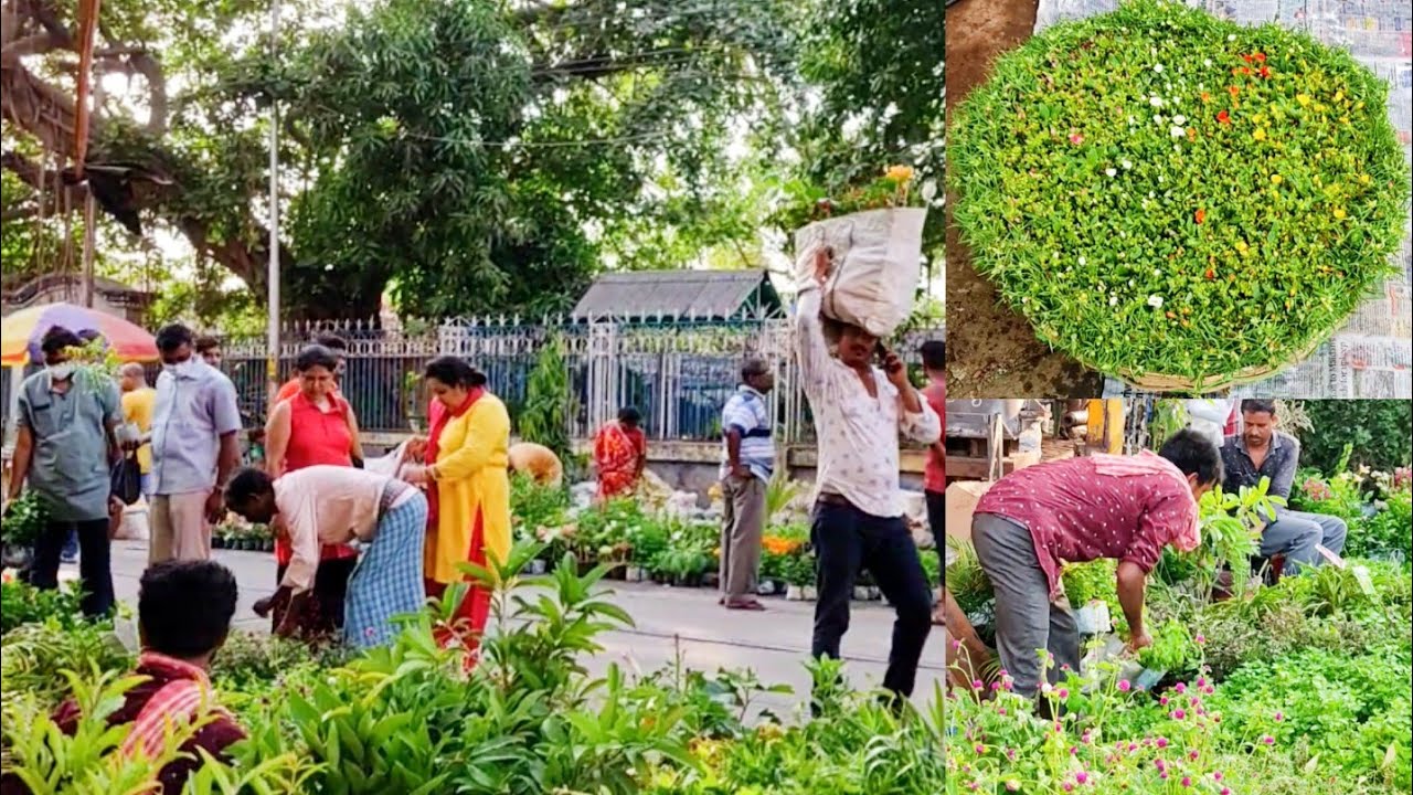 Galiff Street - Talahat Flower & Fruit Plants Market Visit