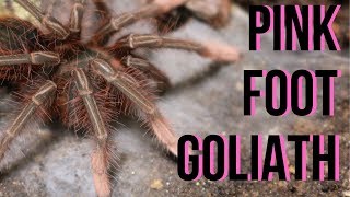 Rehousing A Monster Theraphosa Pink Foot Iath