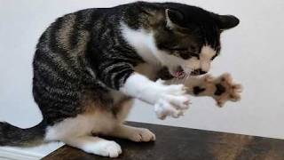 🤪😻 Cats Gone Weird 🤣🔥FUNNY CATS CLIPS 🤪😻