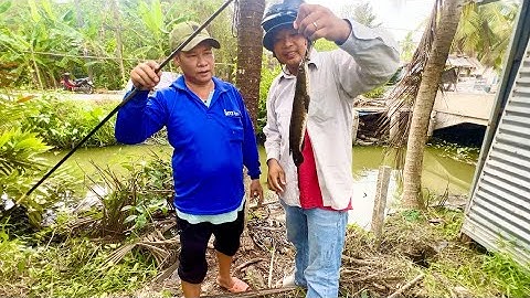 Câu cá lóc bằng vịt cuộc đại chiến giữa cá lóc khủng và vịt con