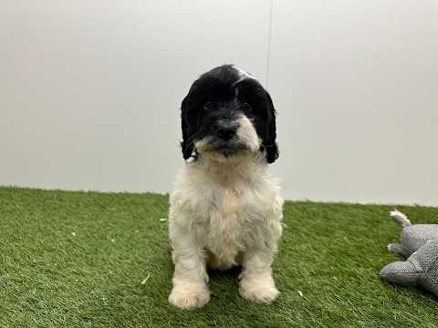 Video Cockapoo
