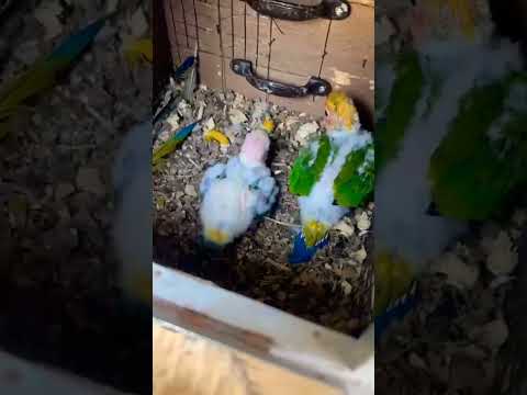 Big Conure chicks #conure #subscribe #nature #birdslover #relex