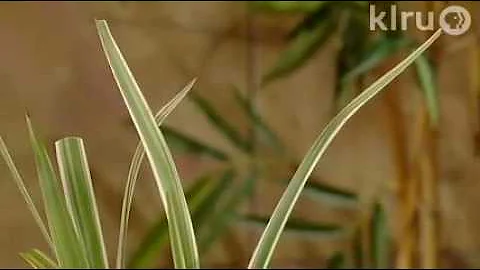 Robert Beyer variegated plants: Central Texas Gard...