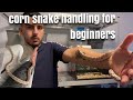 How To Handle Your Corn Snake | Tips Tricks & Guidelines