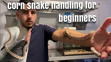 How long can you hold a corn snake?