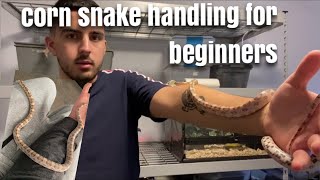 How To Handle Your Corn Snake | Tips Tricks & Guidelines