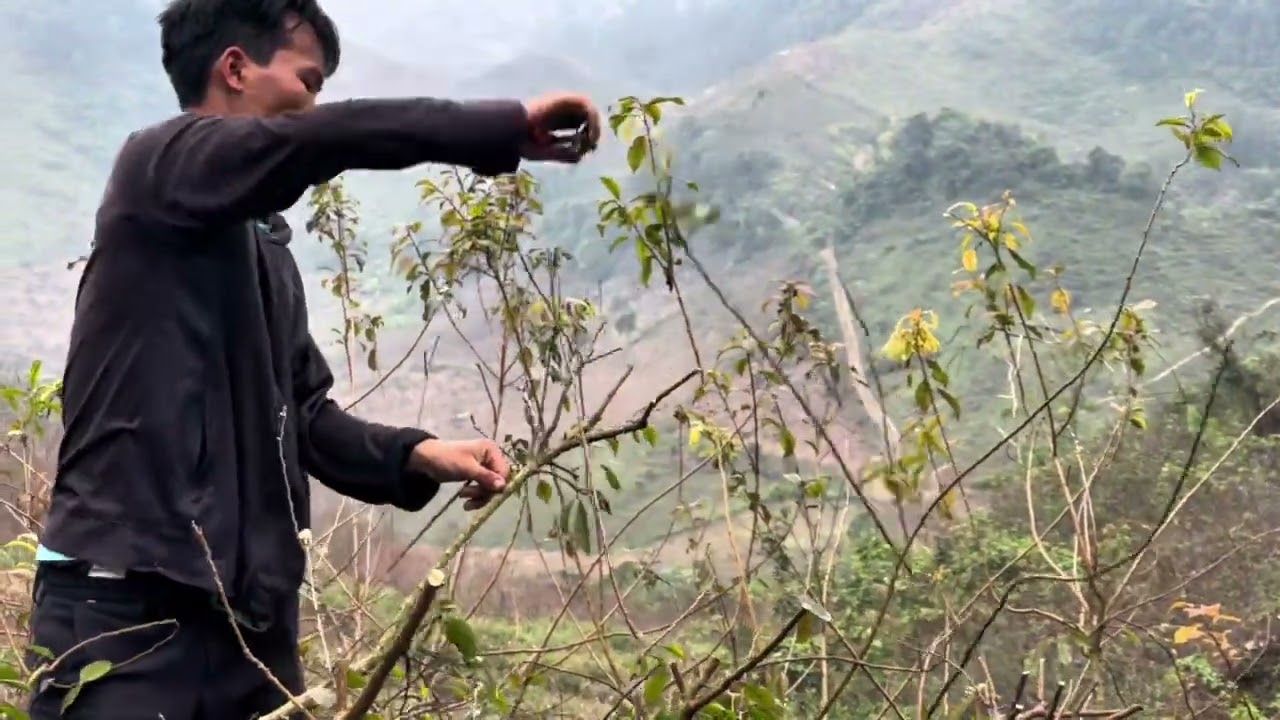 “A Day Working with A Thào – Pruning Plum Trees”