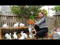 Harvesting 100kg of Carrots to Sell at Market 🥕 | Building a Rabbit Farm in the Countryside 🐇