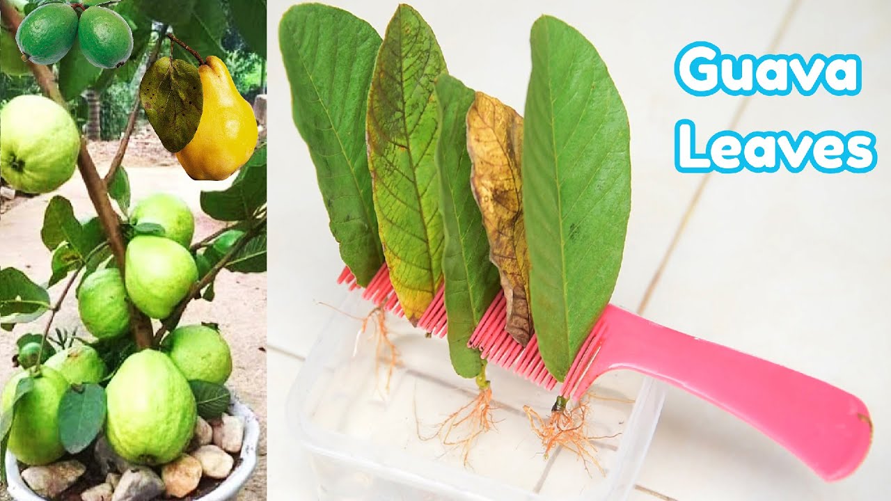 Guava Leaf growing in aloe Vera | How to root guava trees from guava ...