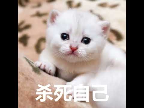 ³ᴰˢᴴᴬᴿᴷˢᴷᴱᴸᴱᵀᴼᴺ鲛 [official music video]