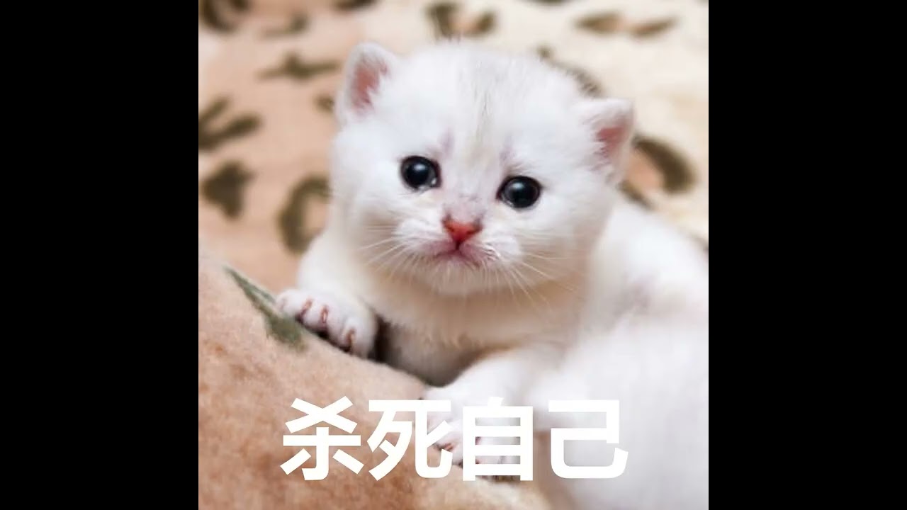 ³ᴰˢᴴᴬᴿᴷˢᴷᴱᴸᴱᵀᴼᴺ鲛 [official music video]