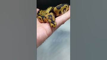 spotnose clown simple but effective 😍😍 #royalpython #ballpython #animals #nature #python #reptiles