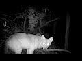 Coyote pair hunting, Haywood Knolls, Hendersonville, NC