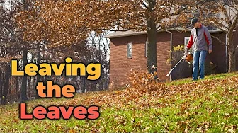 Leaving the Leaves