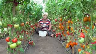 Как ускорить созревание помидор? Нужно ли срывать бурые томаты?