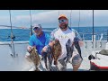 Big Sea Bass and Some Fluke